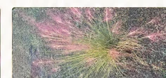 Pink Muhly grass reference photograph