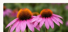 Native Plants reference photograph
