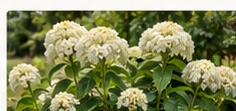 Shrubs reference photograph