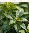 Plants reference image